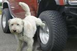  狗尿真的会对汽车轮胎造成伤害么？