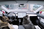  特斯拉OTA推新功能 把狗狗舒适地留在车里